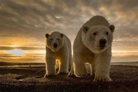 Animal Polar Bear Wildlife Bear Sunset Wallpaper