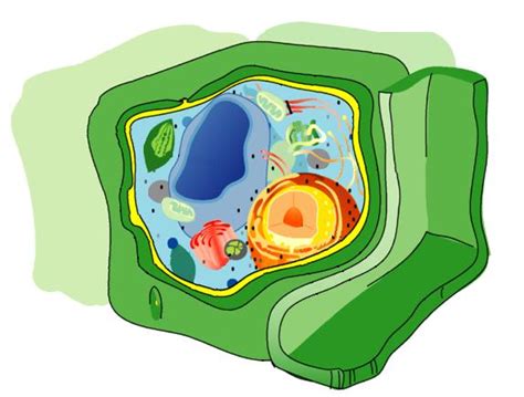 Cell Wall - Biocyclopedia.com