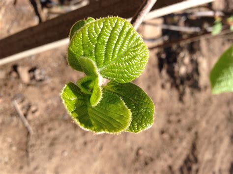 Actinidia chinensis (Chinese Gooseberry, Kiwi, Kiwi Fruit) | North Carolina Extension Gardener ...