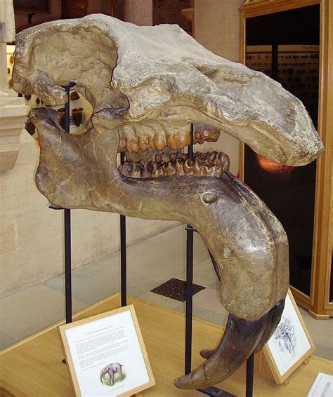 A skull of Deinotherium giganteum from the Oxford University Museum of ...