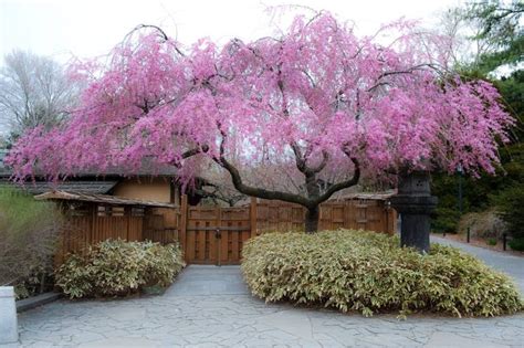 Weeping Flowering Cherry Tree Varieties : Flowering Cherry Trees: Grow an Ornamental Cherry ...