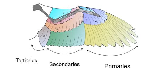 An unnecessarily drawn-out analysis of bird flight for animation — Animator Notebook