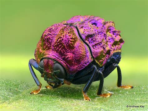 EcuadorLife — Tiny shiny beetle, Chlamisus or Fulcidax sp.,...