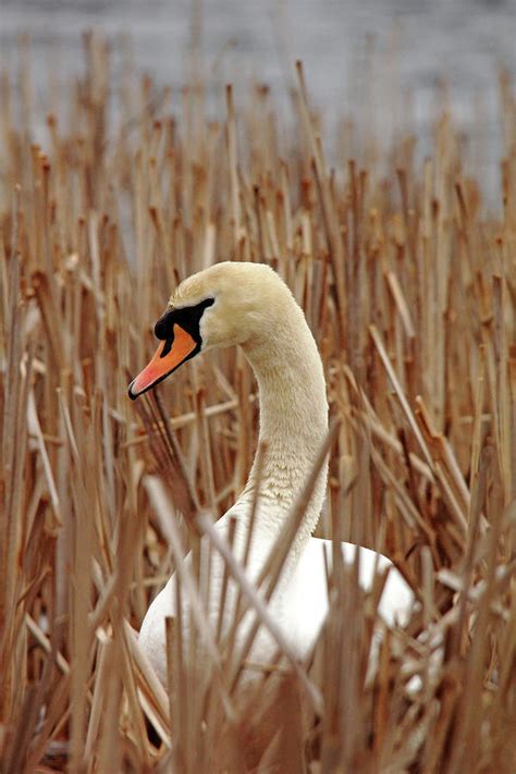 Nesting Mute Swan Photograph by Debbie Oppermann - Fine Art America