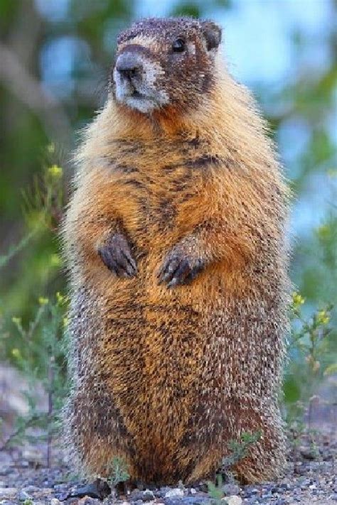 Marmot | Groundhog pictures, Animals wild, Animals