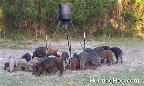 Hog Hunting Tip: Do it the Right Way!