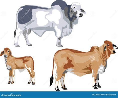 Brahman Cattle Vector | CartoonDealer.com #278501039