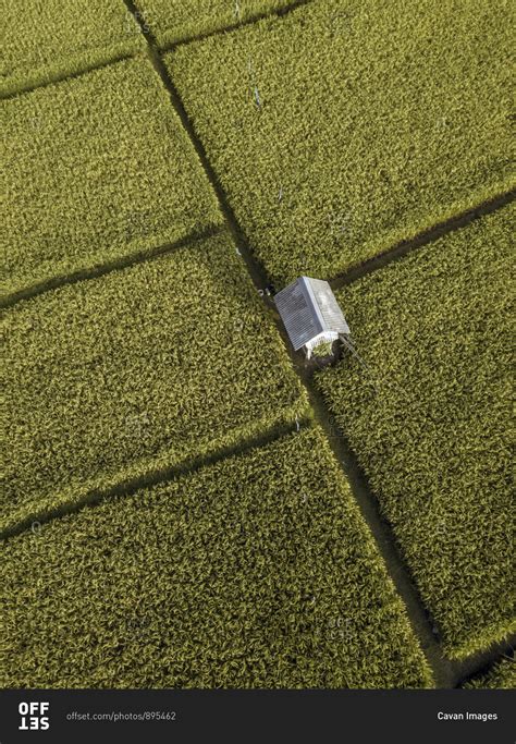 Aerial view of rice fields stock photo - OFFSET