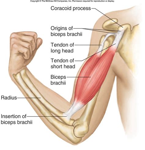 Biceps Brachii