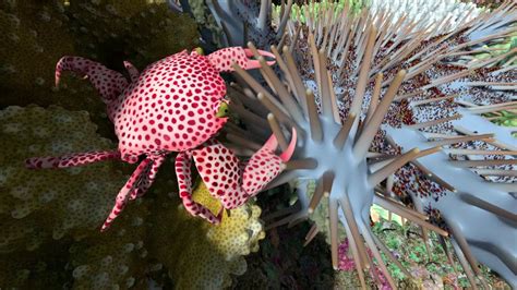 Video: What Animals Live in a Coral Reef? | California Academy of Sciences