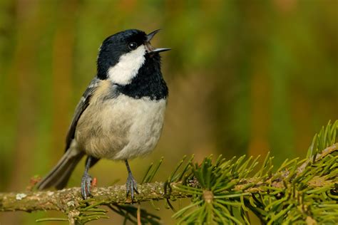 Trends of common birds in Europe, 2019 update | PECBMS - PECBMS