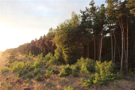 Above: Ecotone interface along the edge between forest and field.