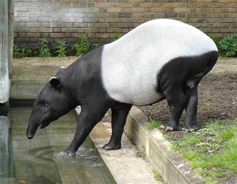 File:Malayan Tapir.JPG - Wikipedia