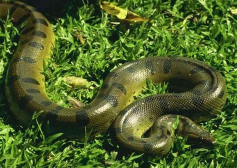 Green Anaconda Facts and Pictures | Reptile Fact