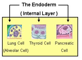 Endoderm | Definition, Function & Derivatives - Lesson | Study.com