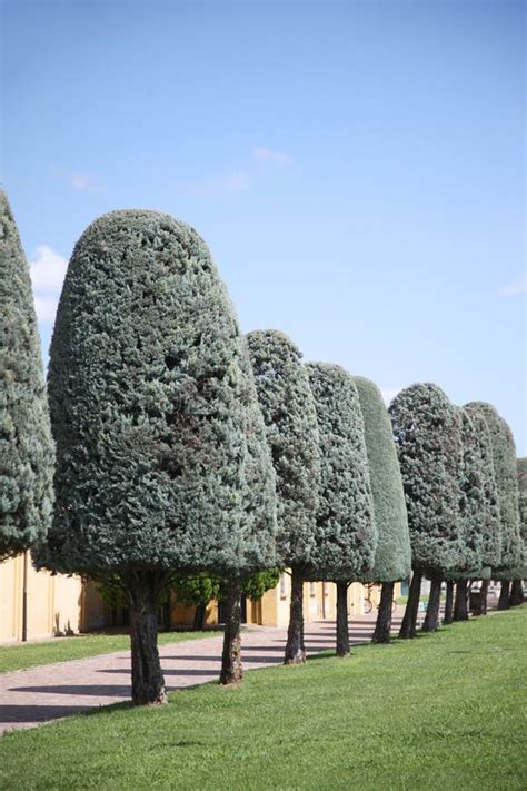 Trees with Crown Shape in the Form of a Rounded Cone Stock Photo - Image of trees, landscape ...