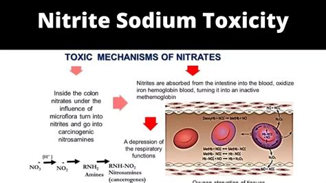 Nitrite Sodium Toxicity {Aug} Check Its Uses, Effects!