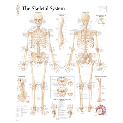 Human Bone Anatomy Chart : The Human Skeletal System Anatomical Poster Chart - Learn about ...