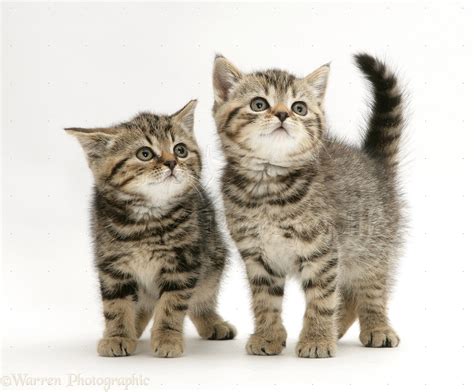 British Shorthair Brown Tabby kittens photo - WP10117