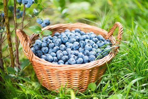 harvesting blueberries | Kellogg Garden Organics™