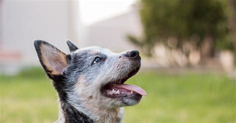 3 Proven Methods For House Training A Blue Heeler Puppy - Alpha Trained Dog