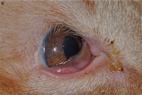 Inspirating Tips About How To Treat Feline Eye Infection - Unfuture38