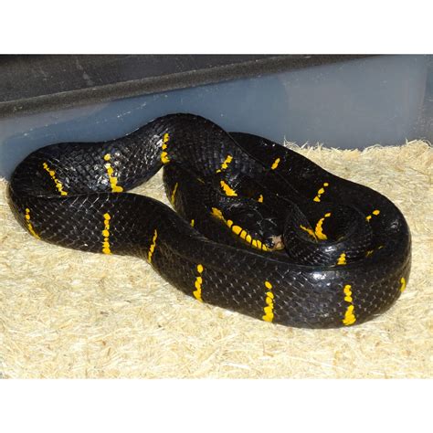 Mangrove Snake - juvenile to adults - Strictly Reptiles