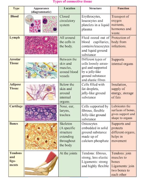 Write the structure and function of the following connective tissues:a ...