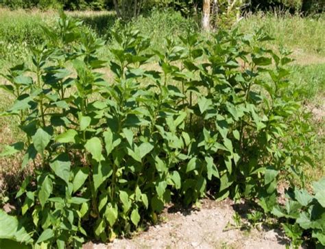 Growing Jerusalem Artichokes in your Garden