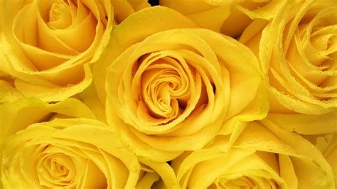 28 Yellow Flower Wallpapers - Wallpaperboat