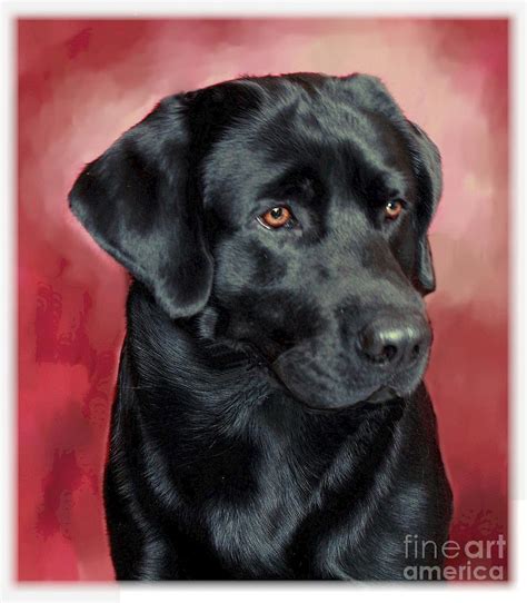 Black Labrador Retriever Digital Art by Maxine Bochnia - Fine Art America