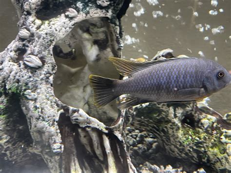 Mbuna identification | Cichlid Fish Forum