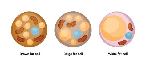 Adipose Tissue - The Definitive Guide| Biology Dictionary