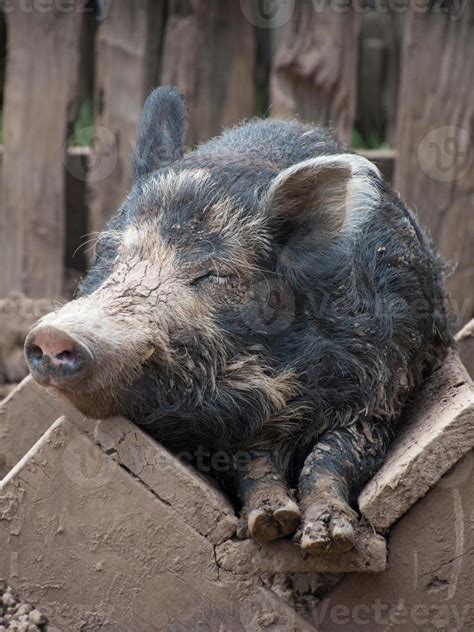 Farm pig sleeping in its feeding trough. 11338005 Stock Photo at Vecteezy