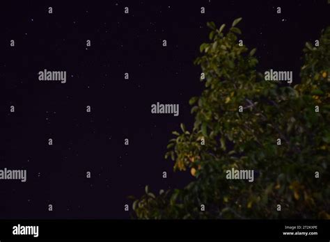 night sky & stars & trees Stock Photo - Alamy