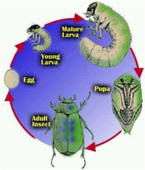 Grub Worm Life Cycle