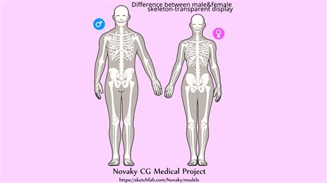 Difference between male&female skeleton - 3D model by 1225659838@qq.com ...