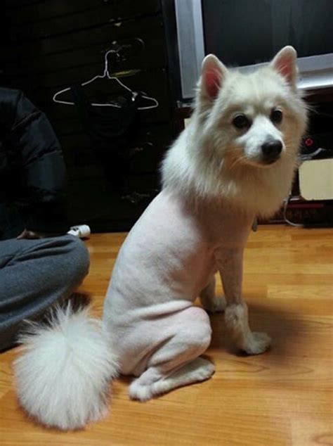 35 funny dog haircuts: These dogs are the real victims of laughter here!