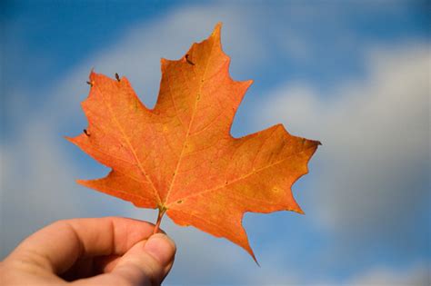 maple leaf | Heather Katsoulis | Flickr