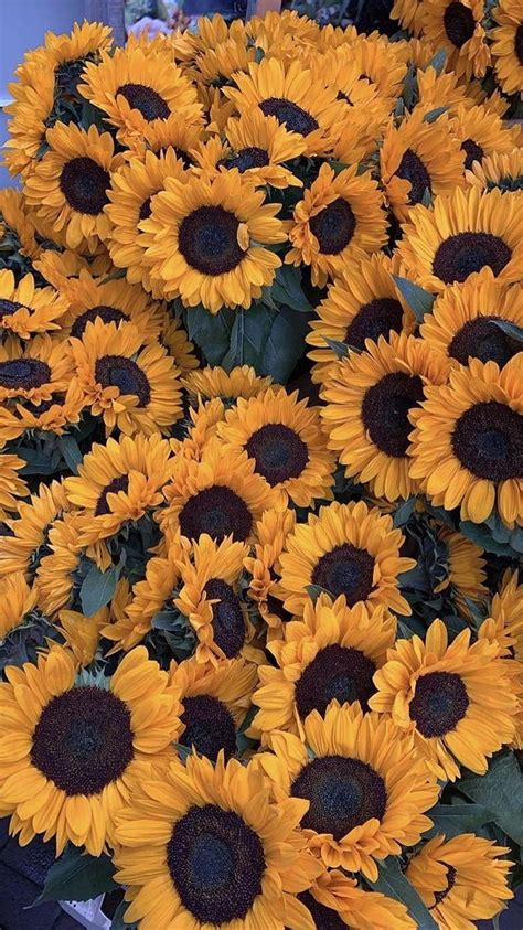 Vintage Sunflower Desktop Background