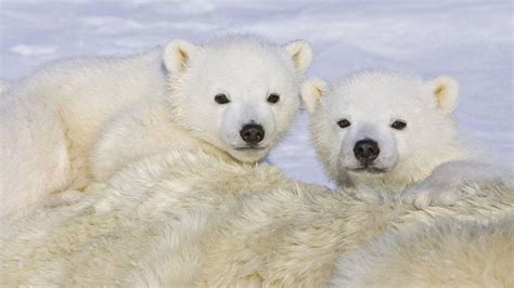 2 Cute Polar Bear Cubs HD desktop wallpaper : Widescreen : High Definition : Fullscreen