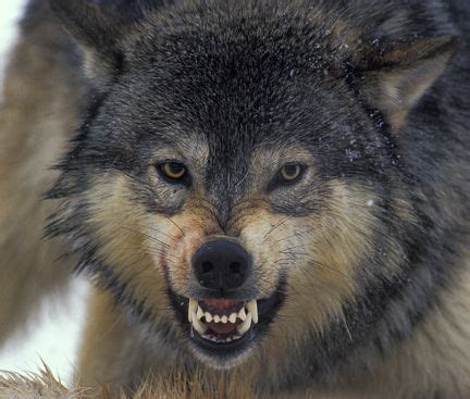 17 Best ideas about Wolf Growling on Pinterest | Angry wolf ... Wolf Images, Wolf Photos, Wolf ...