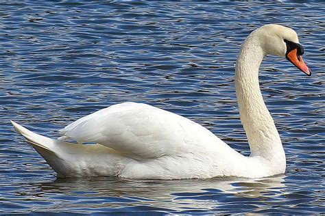 Mute Swan