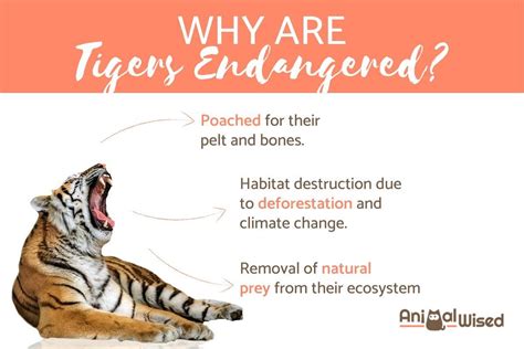 Why are Bengal Tigers Endangered? - Reasons They are Threatened with Extinction