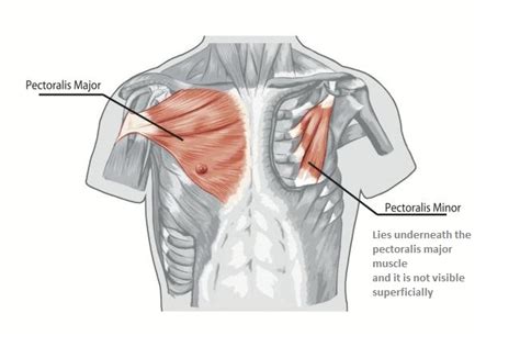 Chest Muscles Anatomy • Bodybuilding Wizard