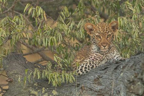 Leopard Cub Lying on a Tree Branch. Stock Photo - Image of safari, lying: 176773476