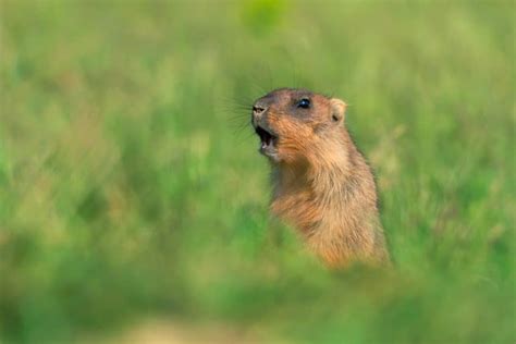 6 Quick Prairie Dog Hunting Tips [2021]