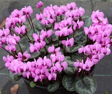 Edelweiss Perennials. Cyclamen coum