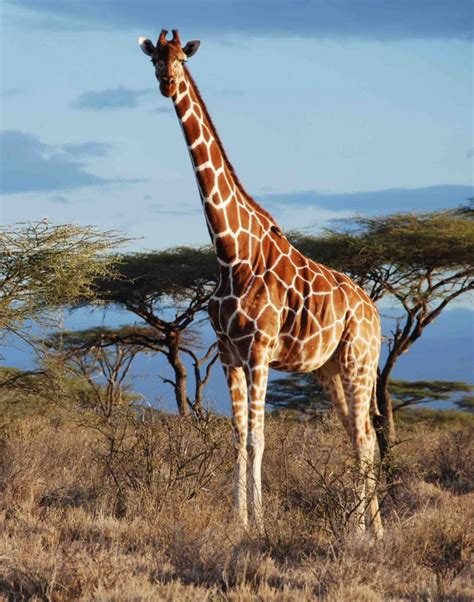 Giraffe Species - GiraffeConservation.org