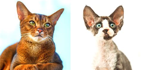 12 Cat Breeds With Adorable Big Ears - Cats.com